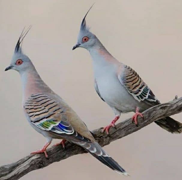 Crested  Dove  Pairs       کرسٹڈ  ڈوو  جوڑے 3