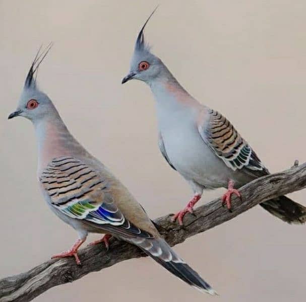 Crested  Dove  Pairs       کرسٹڈ  ڈوو  جوڑے 6