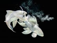 All imported and local fishes and Aquariums and Acssoriess available