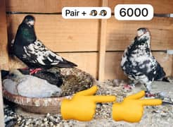 Pigeon Pairs For Sale