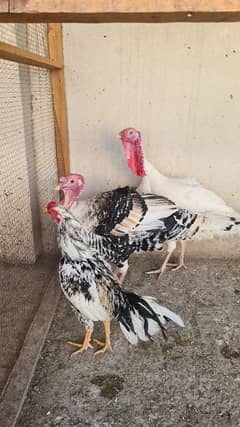 Turkeys for Sale 2 males