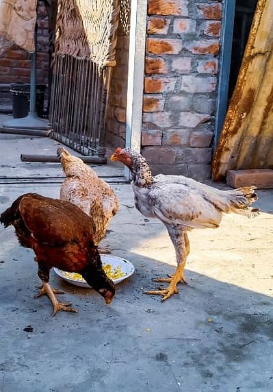 Aseel hens breeder for sale 5000 ka ack
