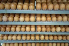 Lohman brown egg / desi egg