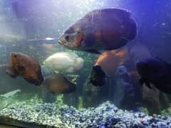 Oscars and cichlids full size fish for sale . . all sizes 0