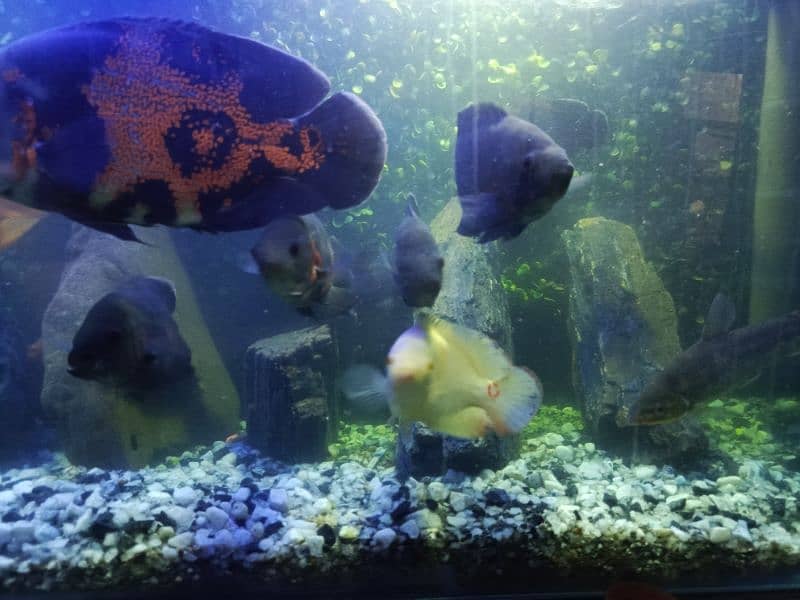 Oscars and cichlids full size fish for sale . . all sizes 1