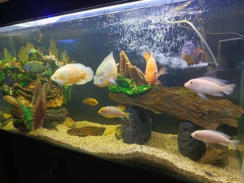 Oscars and cichlids full size fish for sale . . all sizes 3