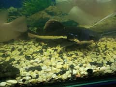 red tail cat fish available full active