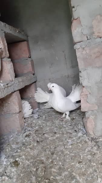 Laka pigeons 10
