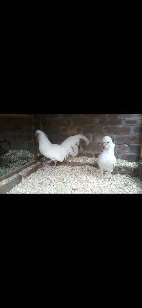 white polish hens 0