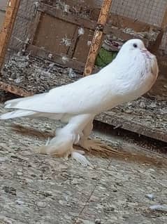 Gubara kabootar poter pegion fancy kabootar for sale white pegions