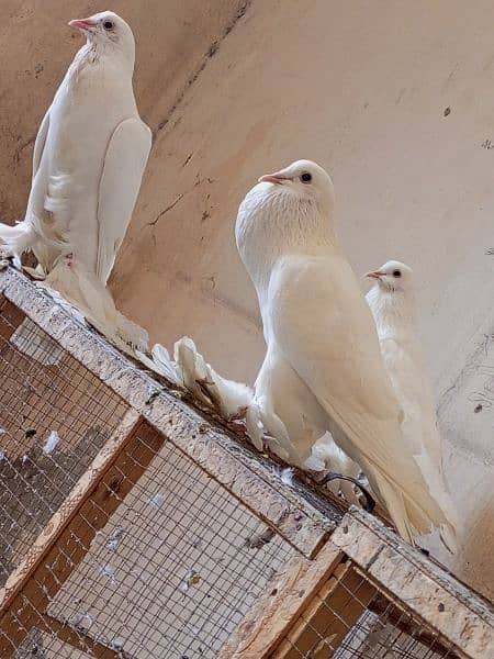 Gubara kabootar poter pegion fancy kabootar for sale white pegions 2