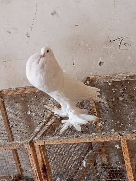 Gubara kabootar poter pegion fancy kabootar for sale white pegions 6