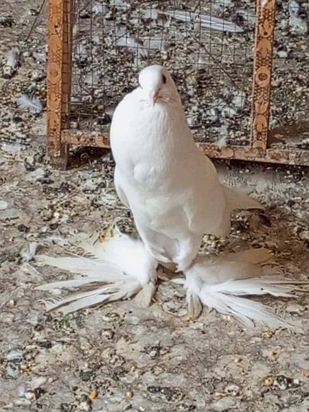 Gubara kabootar poter pegion fancy kabootar for sale white pegions 7