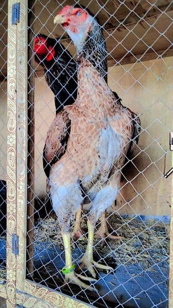 King O Shamo egg and chicks and other aseel Breeder 1