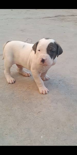 high quality Pakistani bull dog or bully puppies available 2