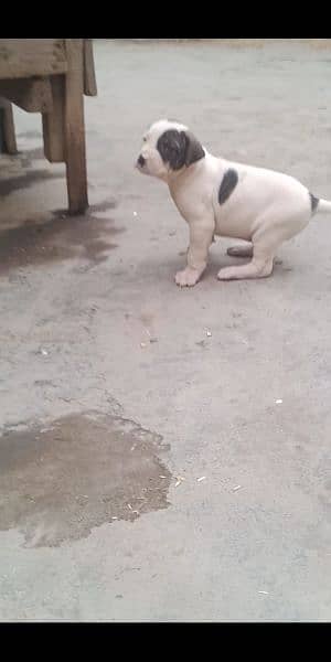 high quality Pakistani bull dog or bully puppies available 3