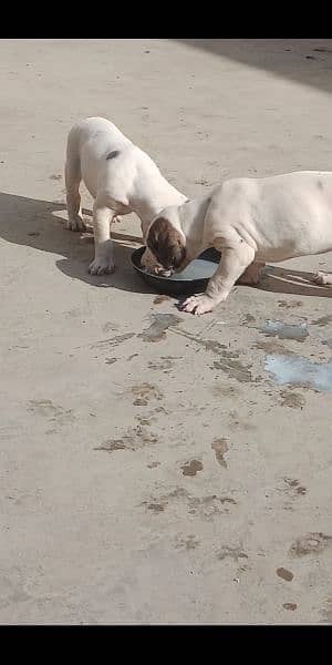 high quality Pakistani bull dog or bully puppies available 4