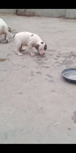 high quality Pakistani bull dog or bully puppies available 5