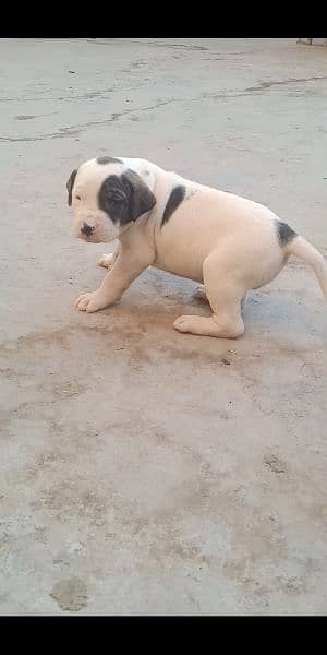 high quality Pakistani bull dog or bully puppies available 6
