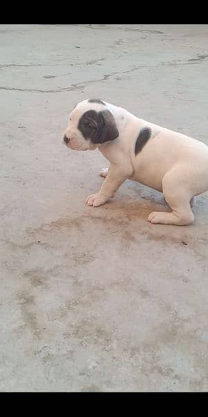 high quality Pakistani bull dog or bully puppies available 8