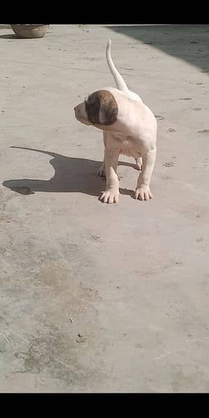 high quality Pakistani bull dog or bully puppies available 9