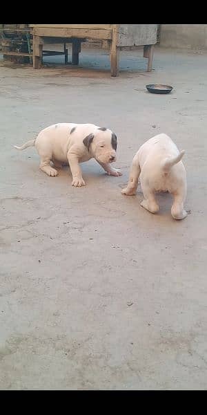 high quality Pakistani bull dog or bully puppies available 10