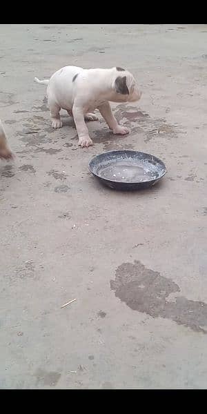 high quality Pakistani bull dog or bully puppies available 11