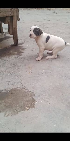 high quality Pakistani bull dog or bully puppies available 12
