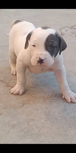 high quality Pakistani bull dog or bully puppies available 1