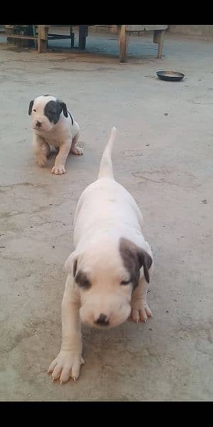 high quality Pakistani bull dog or bully puppies available 13
