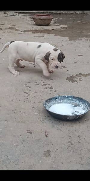 high quality Pakistani bull dog or bully puppies available 14