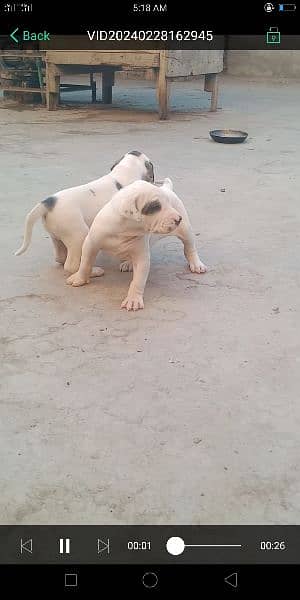 high quality Pakistani bull dog or bully puppies available 15