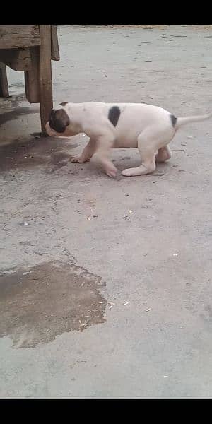 high quality Pakistani bull dog or bully puppies available 16