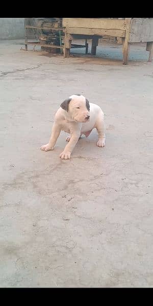 high quality Pakistani bull dog or bully puppies available 17