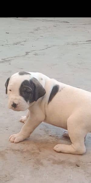 high quality Pakistani bull dog or bully puppies available 0