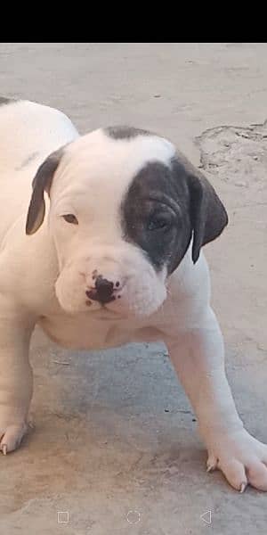 high quality Pakistani bull dog or bully puppies available 18