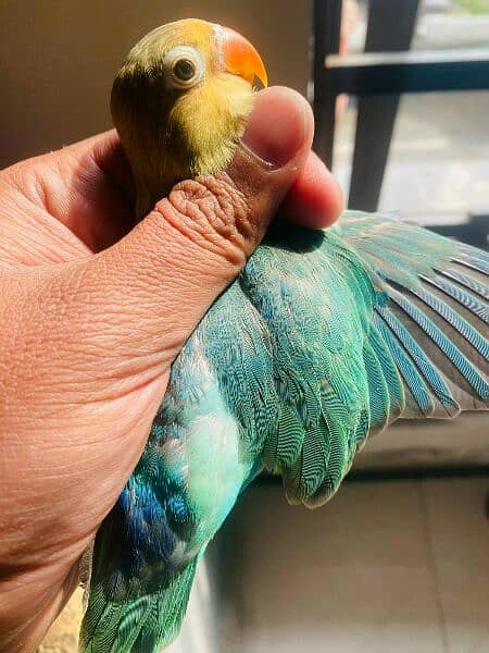 love birds Fisher/parblue Opaline/ Green Opaline and Blue/Opaline. 3