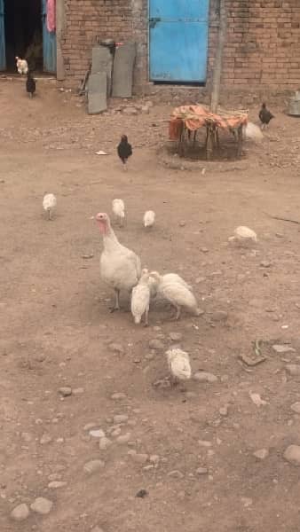 breedar turky bird male 10k pair 18k & chicks 5k 5