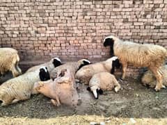 Total 17 healthy sheep available for sale