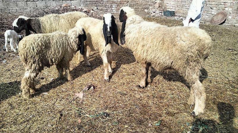 Total 17 healthy sheep available for sale 2