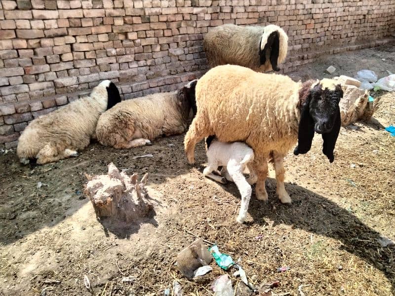 Total 17 healthy sheep available for sale 5