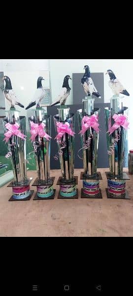 AWARDS,CRICKET TROPHY,SPORTS TROPHY, 7