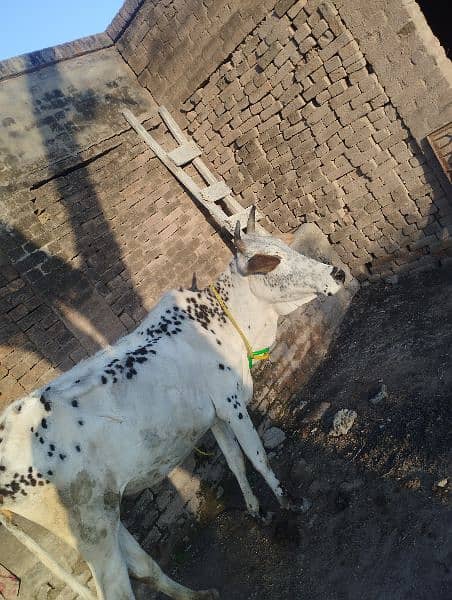 1.5 ki vehri atchi nasal a or 1 cow pure Fathejangi cross dono 1