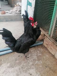 Austrolorp Male lovebirds or Folding cage For sale