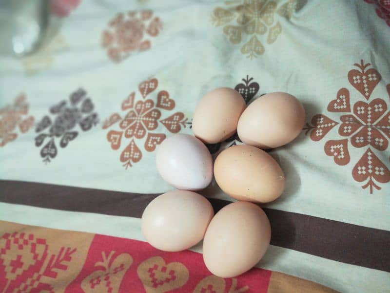 Shamo Eggs For Sale 100 %fortile Egg - Hens - 1085383054