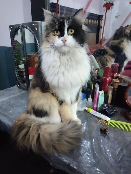 calico Persian cat 2