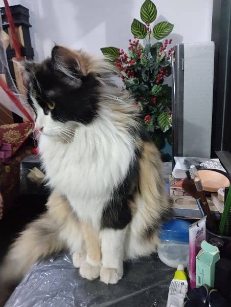 calico Persian cat 3