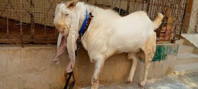 Gulabi Bakra (Goat) (Breeder)