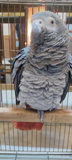 African Gray