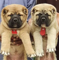 king Turkish kangal show quality havey bone structure pair for sale